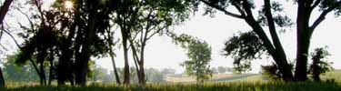 Morning Sun Through Trees Looking over Prairie